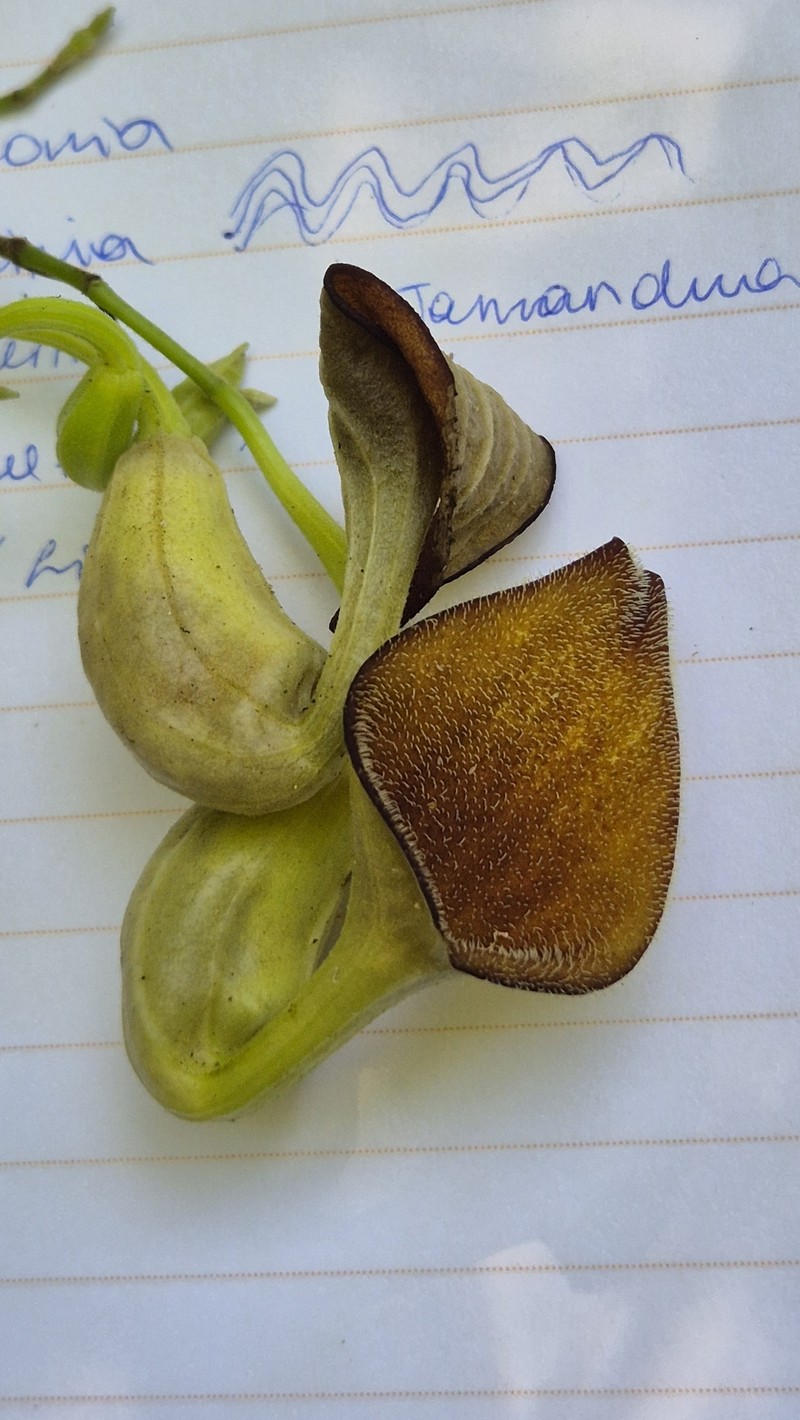 Aristolochia asperifolia photo 3