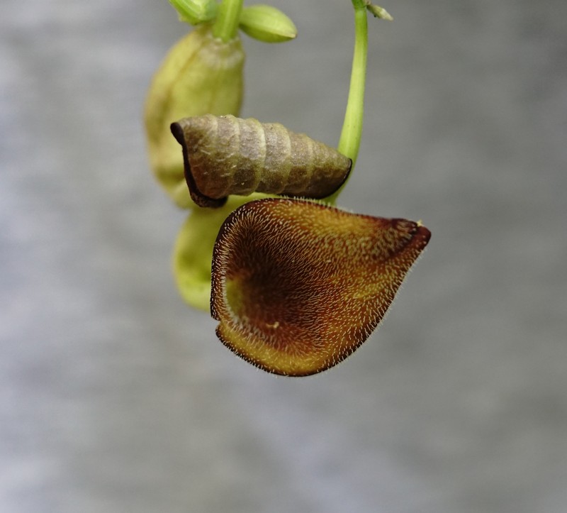 Aristolochia asperifolia photo 4