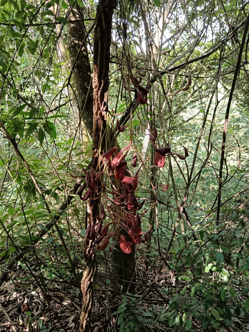 Aristolochia asperifolia photo 5