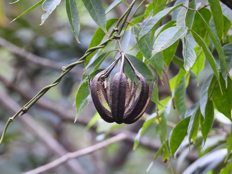 Aristolochia asperifolia photo 6