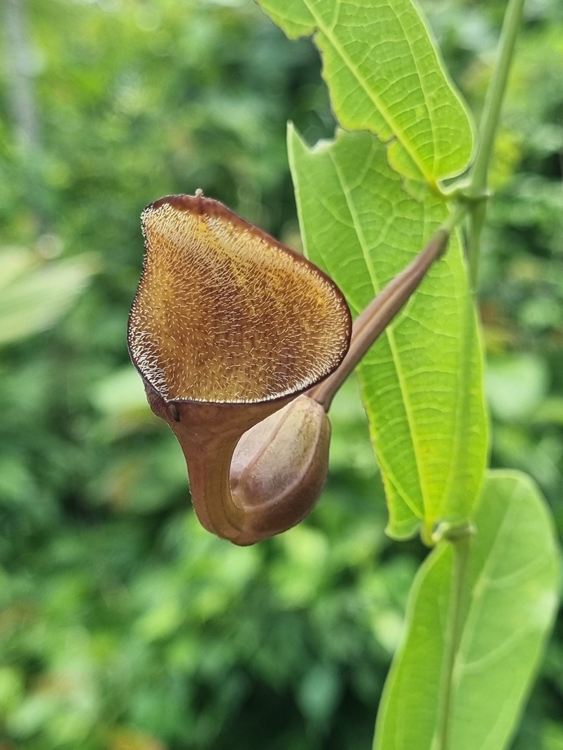 Aristolochia asperifolia photo 7