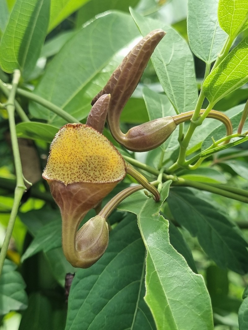 Aristolochia asperifolia photo 8