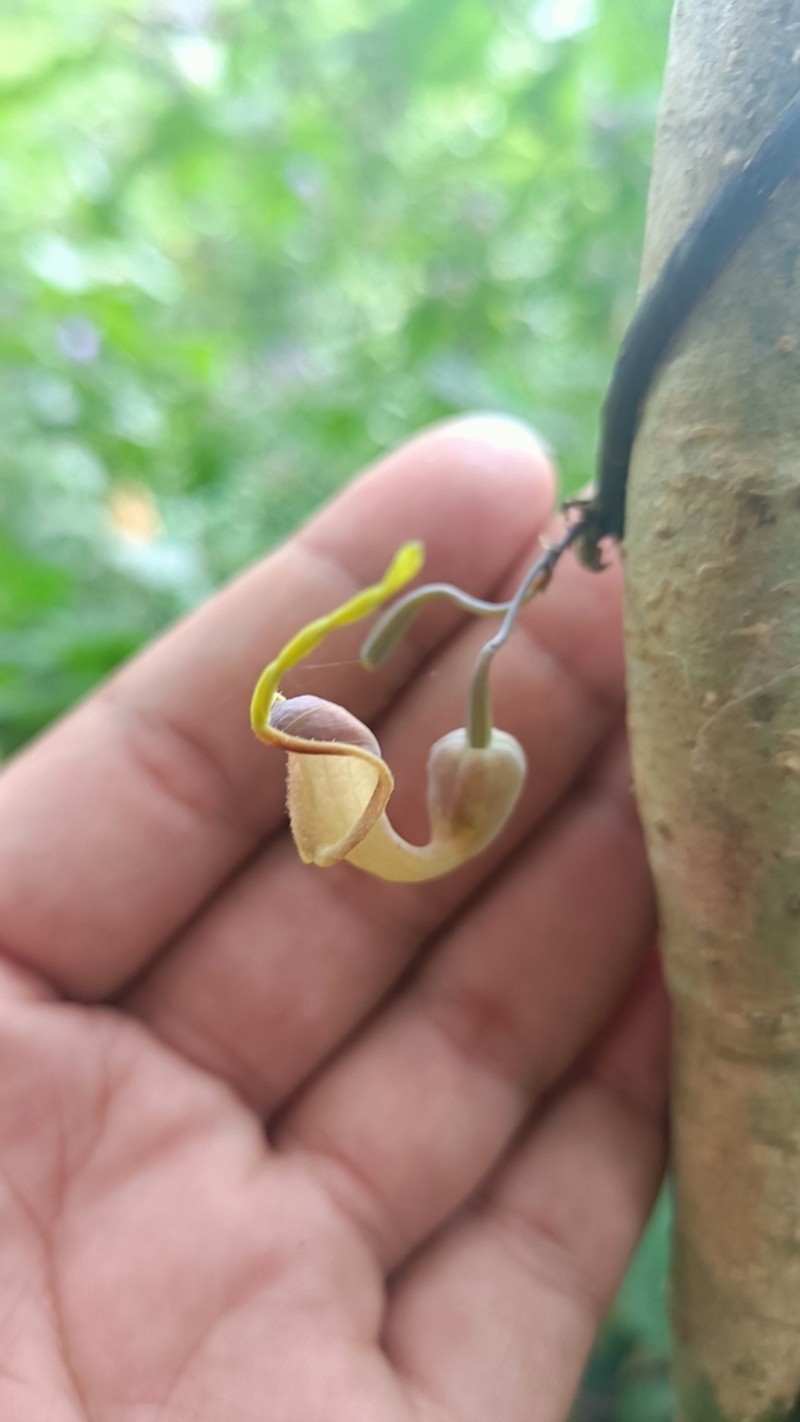 Aristolochia assamica