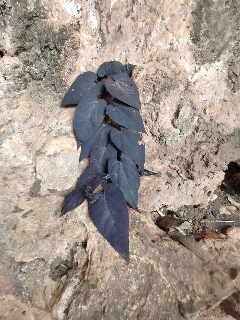 Aristolochia atropurpurea