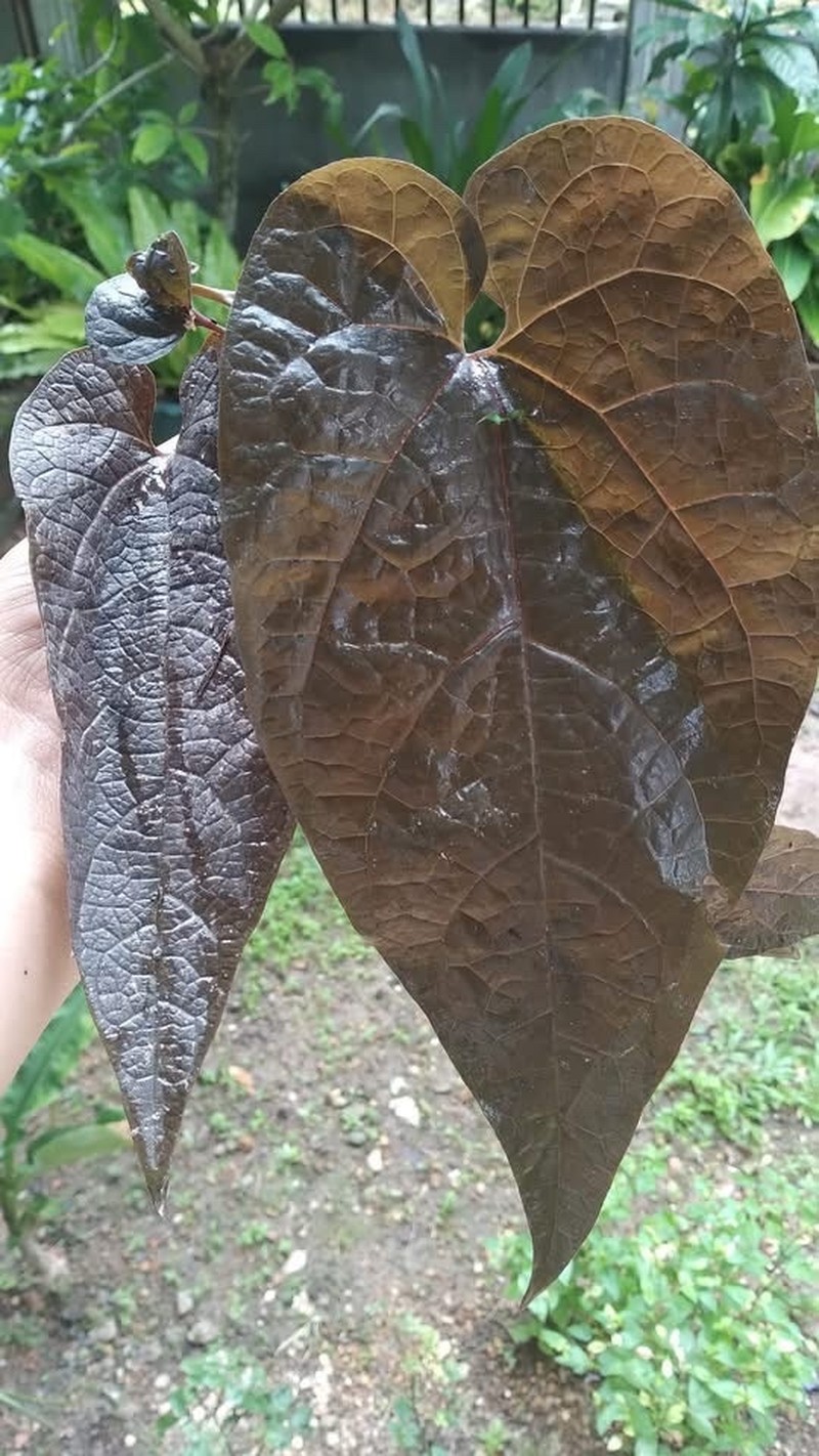 Aristolochia atropurpurea photo 4