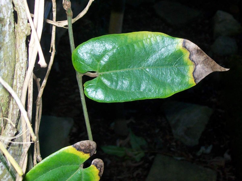 Aristolochia australopithecurus