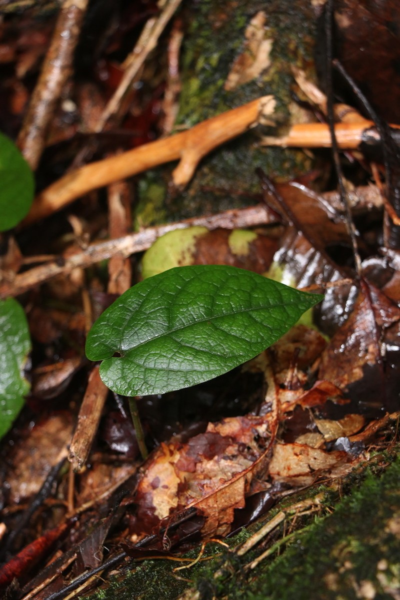 Aristolochia australopithecurus photo 2