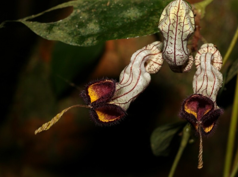 Aristolochia australopithecurus photo 3