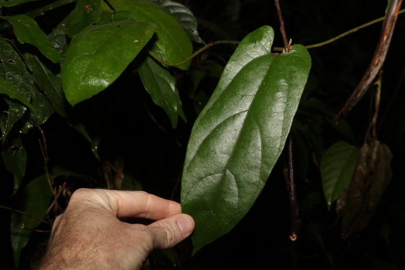 Aristolochia australopithecurus photo 4