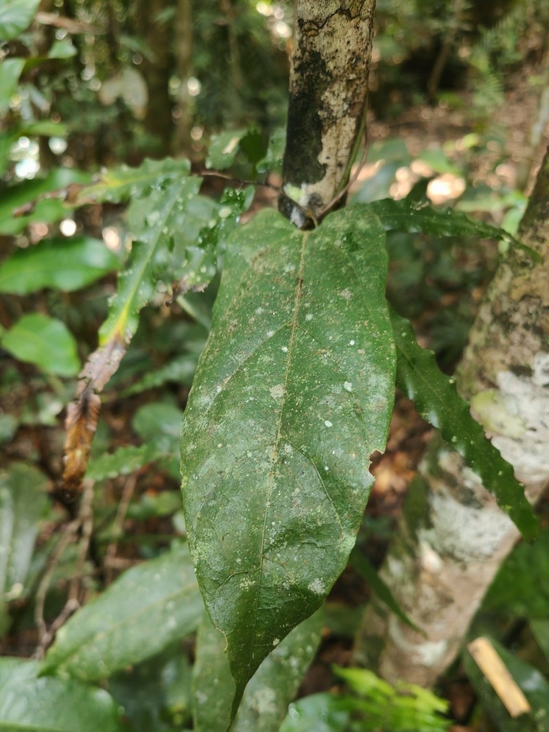 Aristolochia australopithecurus photo 5