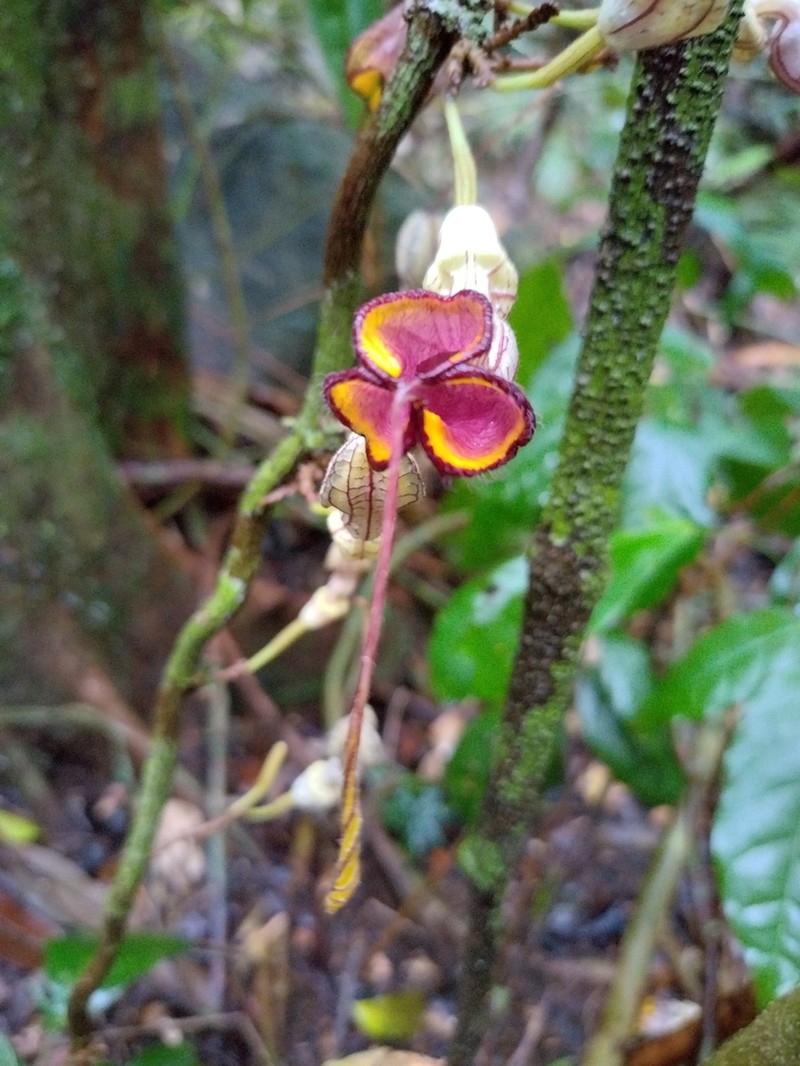 Aristolochia australopithecurus photo 6