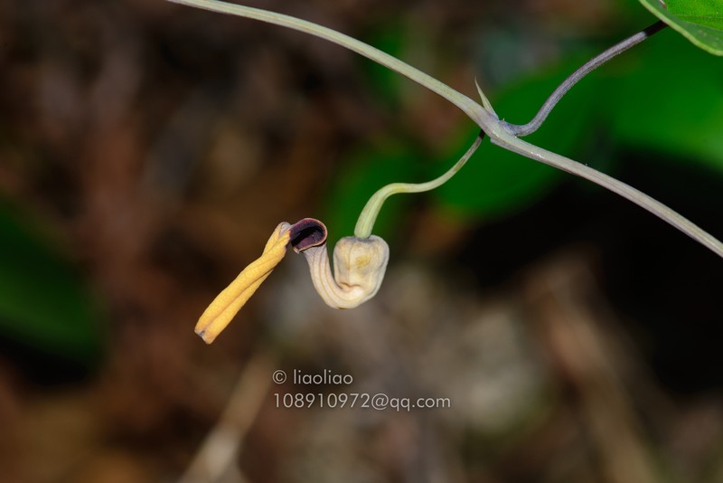 Aristolochia austrochinensis