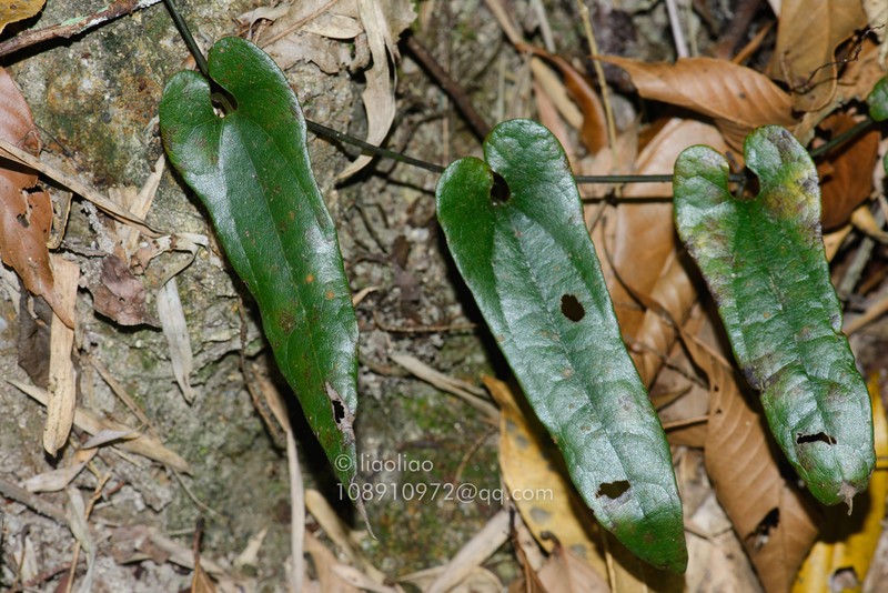 Aristolochia austrochinensis photo 3