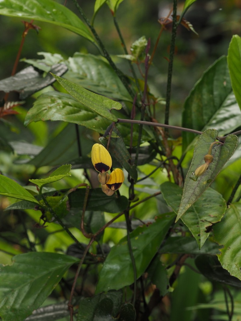 Aristolochia austrochinensis photo 4