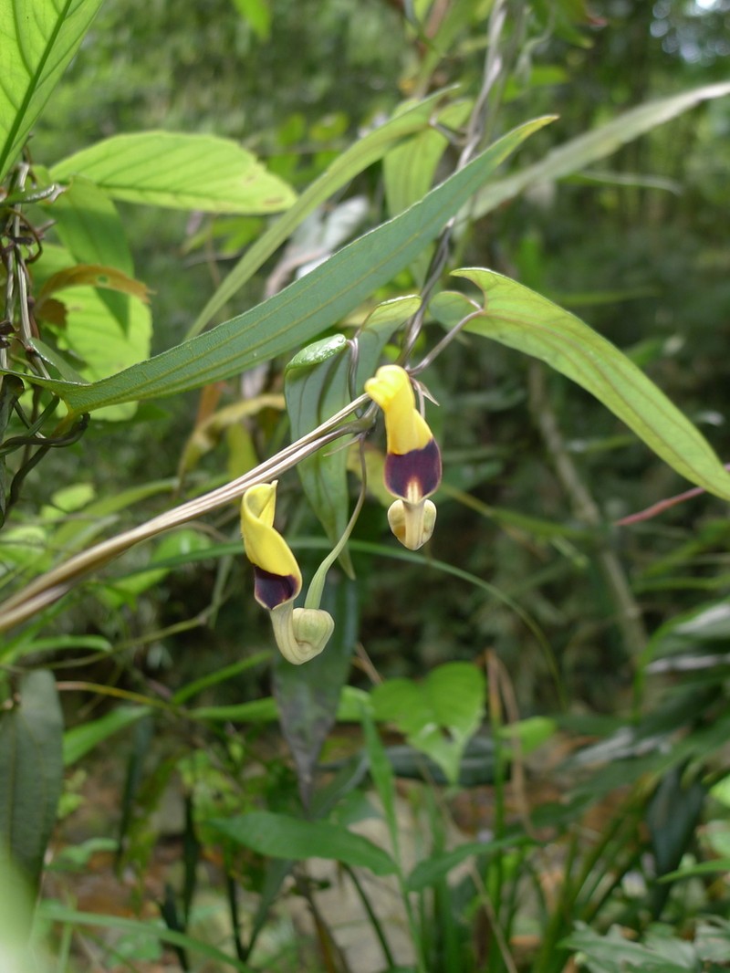 Aristolochia austrochinensis photo 6