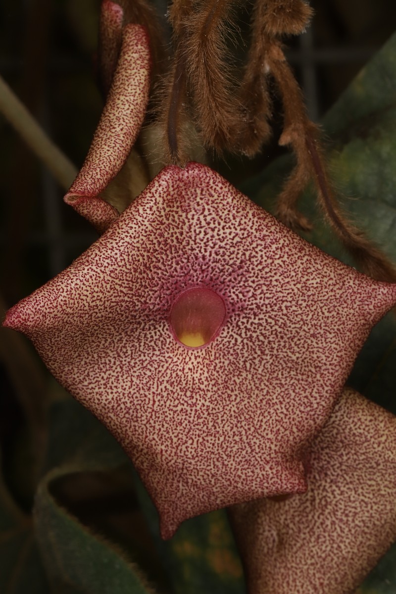 Aristolochia austroszechuanica photo 4