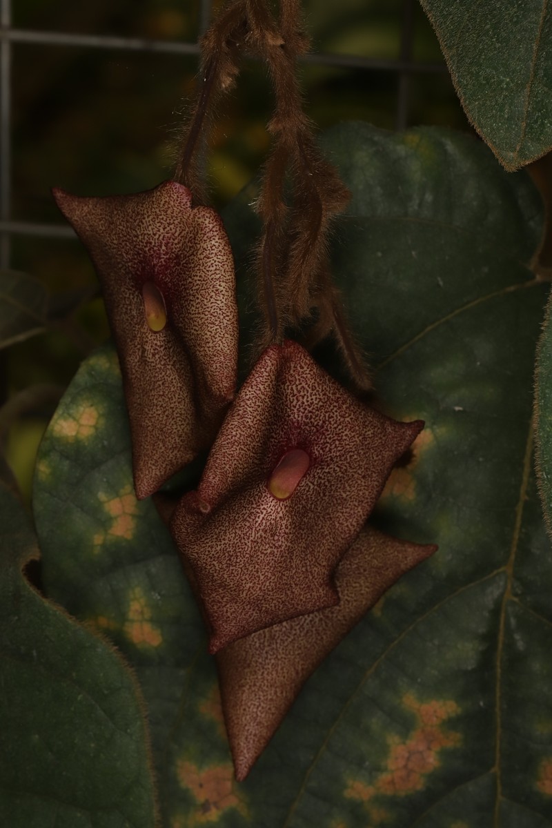 Aristolochia austroszechuanica photo 5