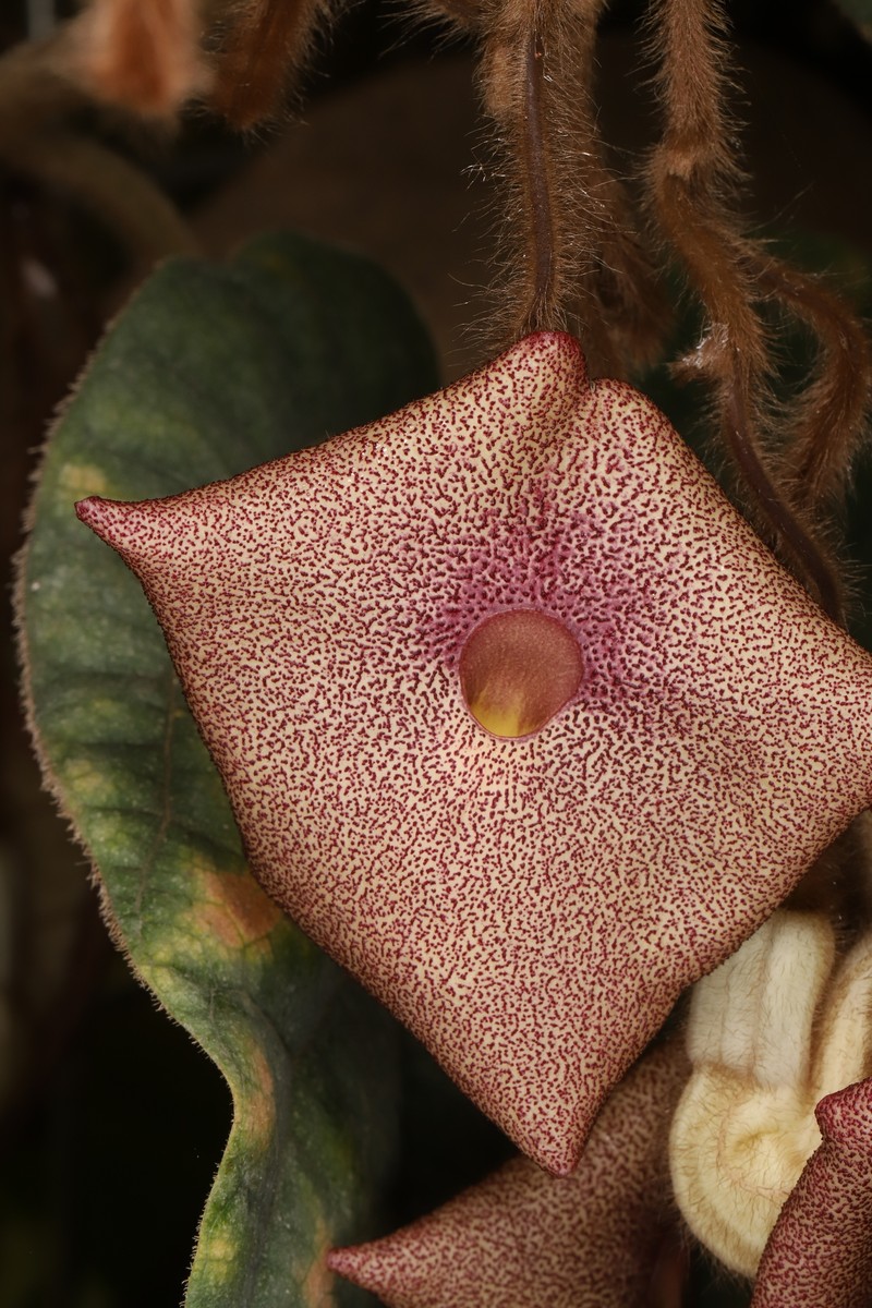 Aristolochia austroszechuanica photo 6