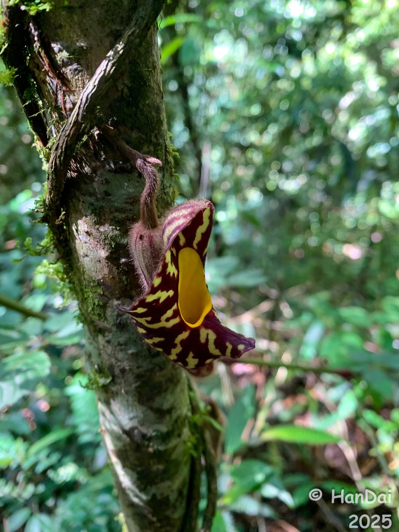 Aristolochia austroyunnanensis