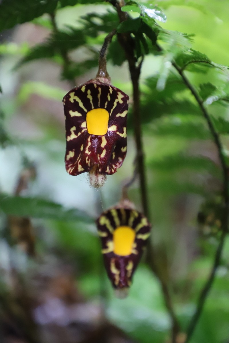 Aristolochia austroyunnanensis photo 2