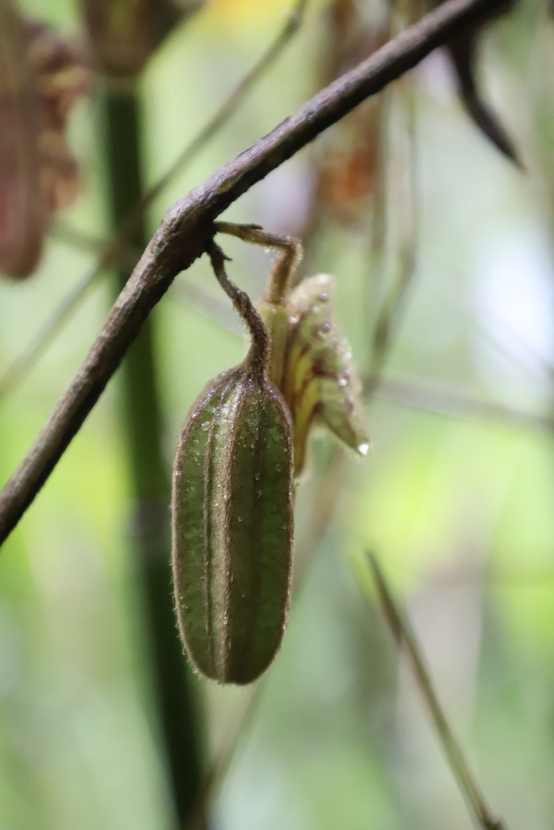 Aristolochia austroyunnanensis photo 3