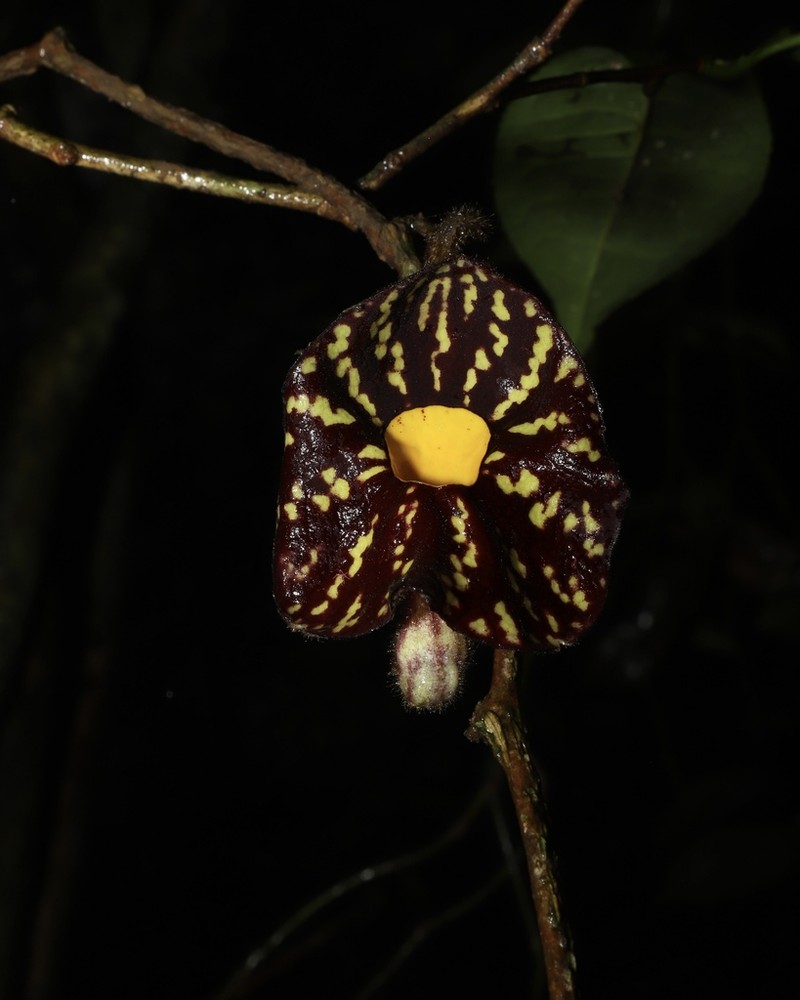 Aristolochia austroyunnanensis photo 4