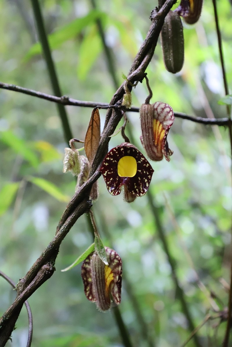 Aristolochia austroyunnanensis photo 6
