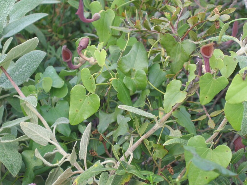 Aristolochia baetica photo 2