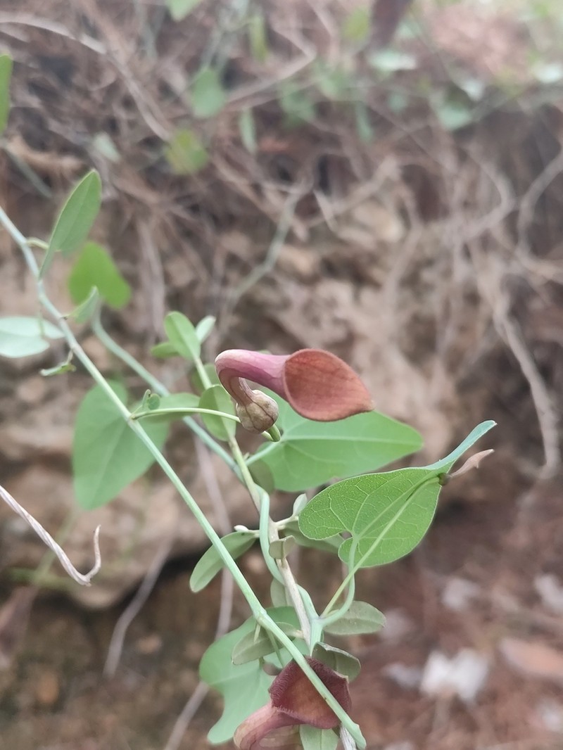 Aristolochia baetica photo 4