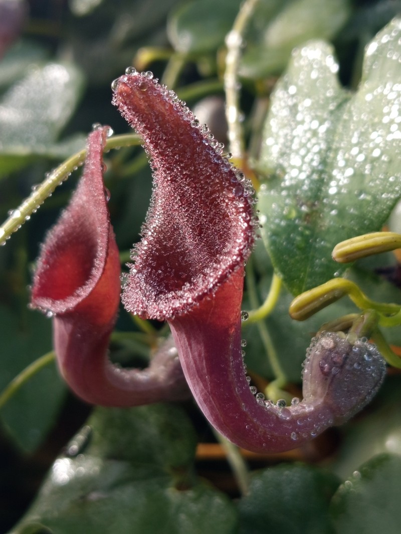 Aristolochia baetica photo 5