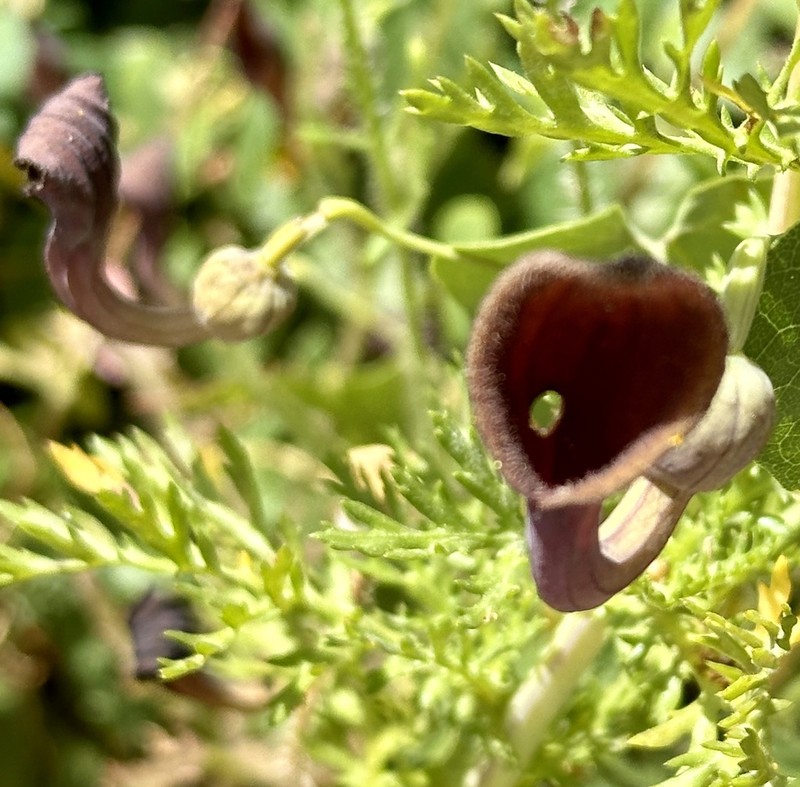 Aristolochia baetica photo 6