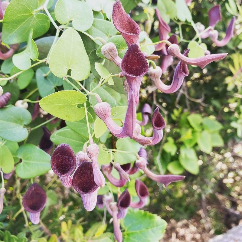 Aristolochia baetica photo 7