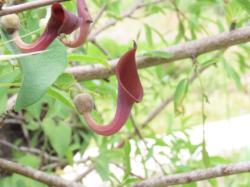 Aristolochia baetica photo 8
