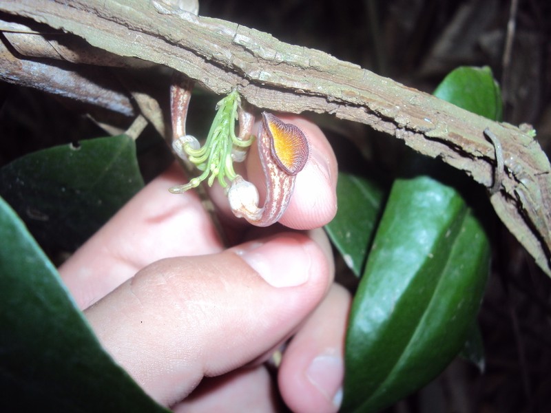 Aristolochia bahiensis