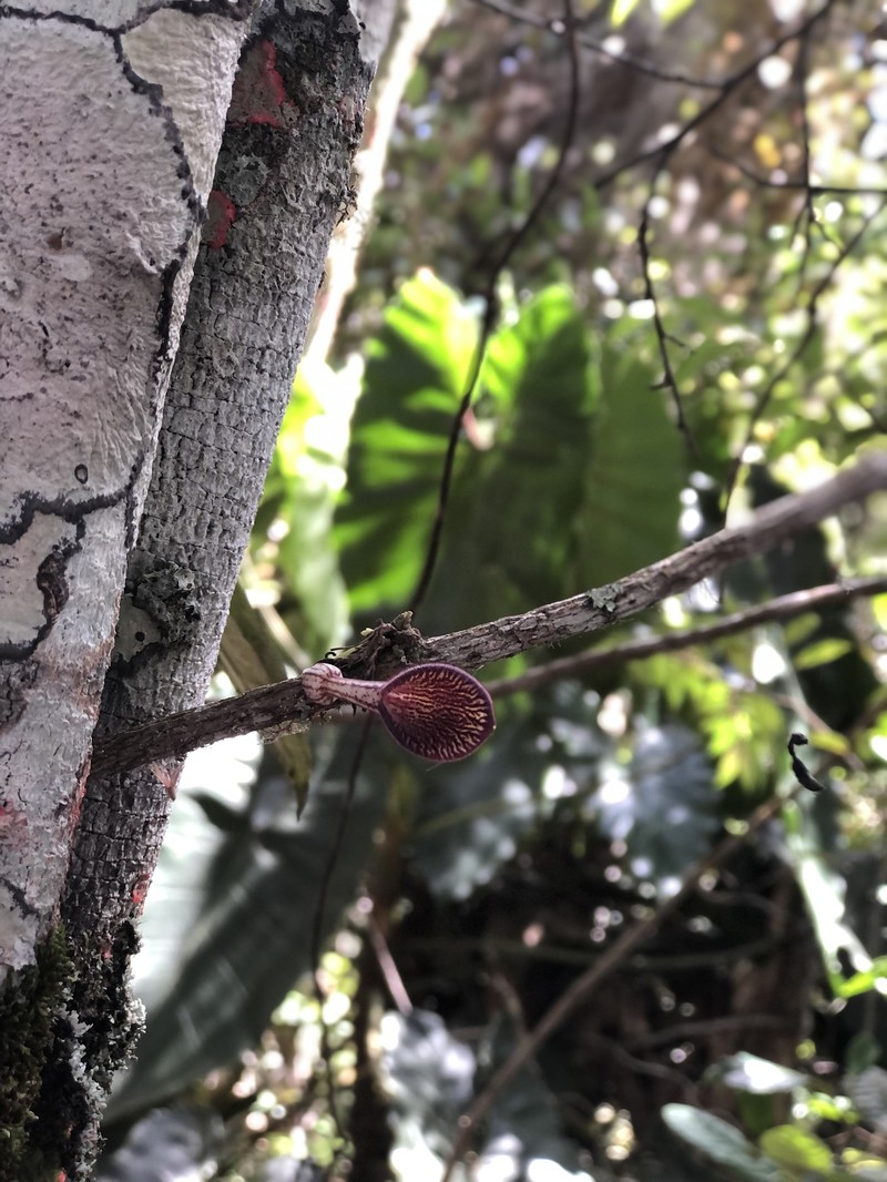 Aristolochia bahiensis photo 3
