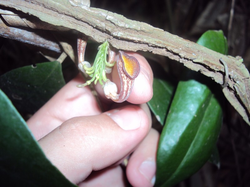 Aristolochia bahiensis photo 4
