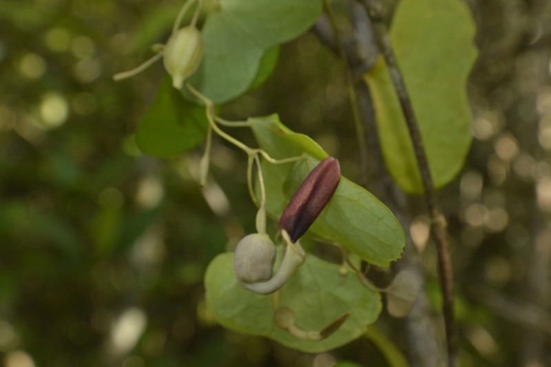 Aristolochia baracoensis photo 3
