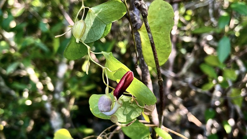 Aristolochia baracoensis photo 4
