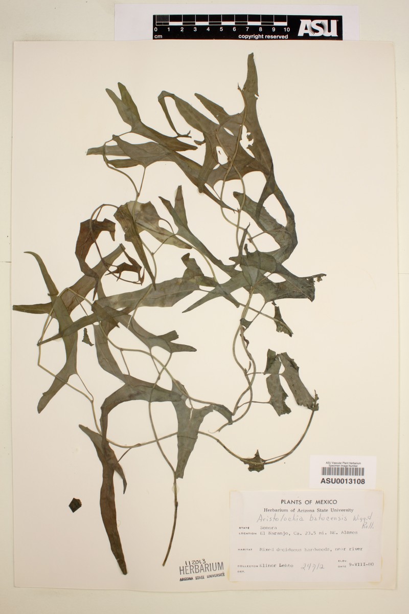 Aristolochia batucensis