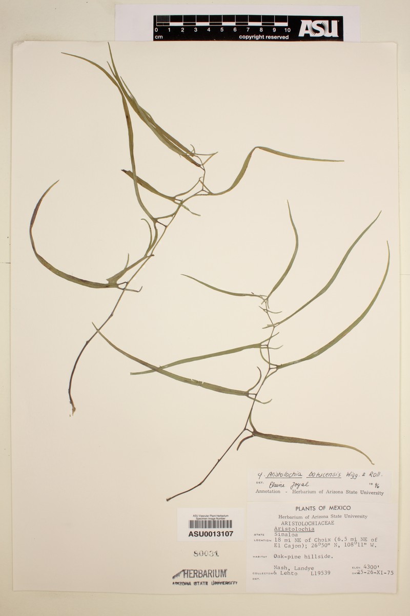 Aristolochia batucensis photo 2