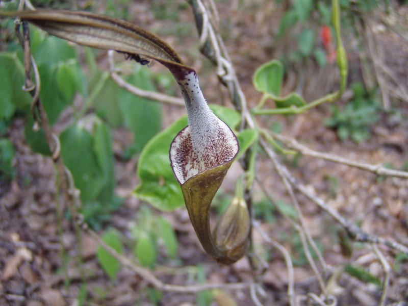 Aristolochia belizensis