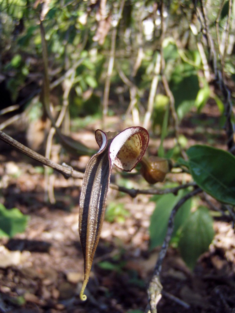 Aristolochia belizensis photo 3
