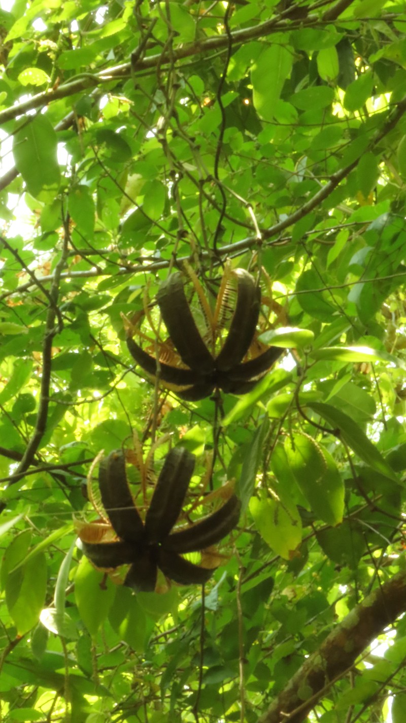Aristolochia belizensis photo 4