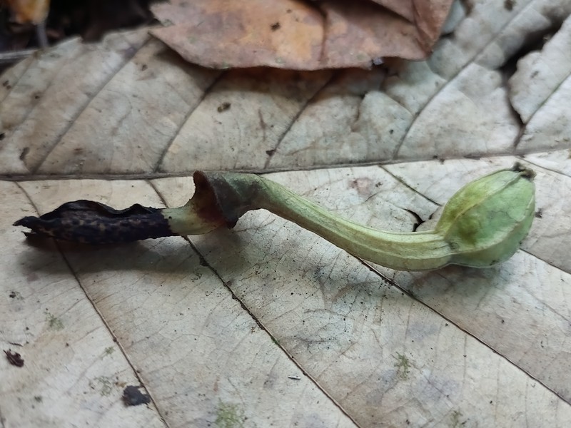 Aristolochia belizensis photo 5