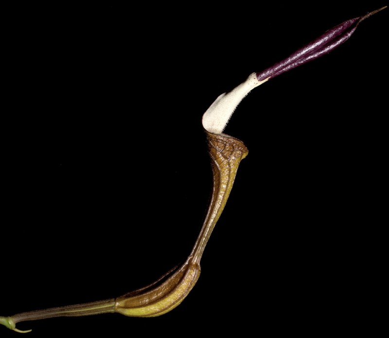 Aristolochia belizensis photo 6