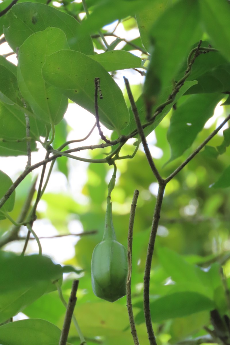Aristolochia belizensis photo 7