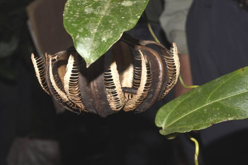 Aristolochia belizensis photo 8