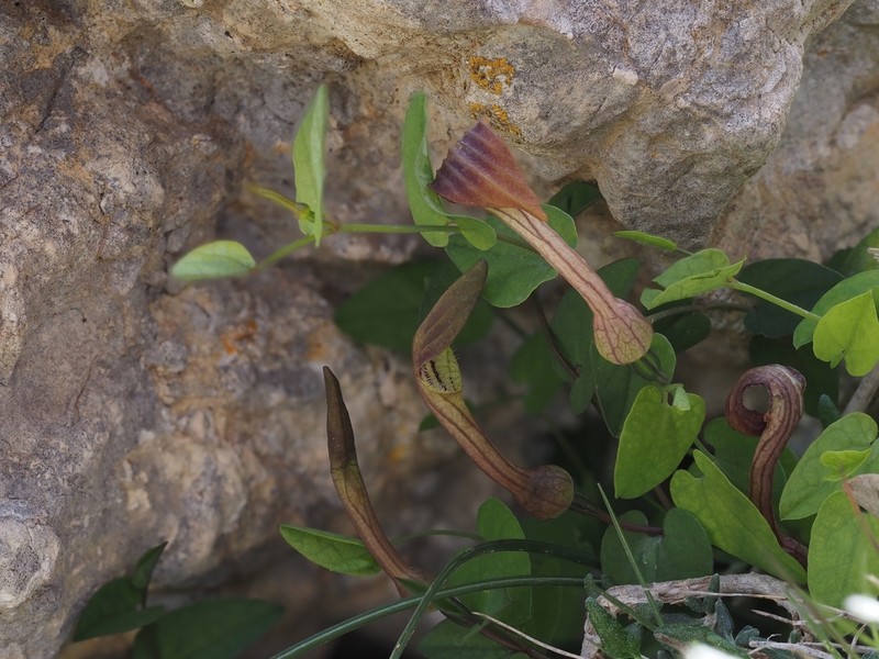 Aristolochia bianorii photo 3
