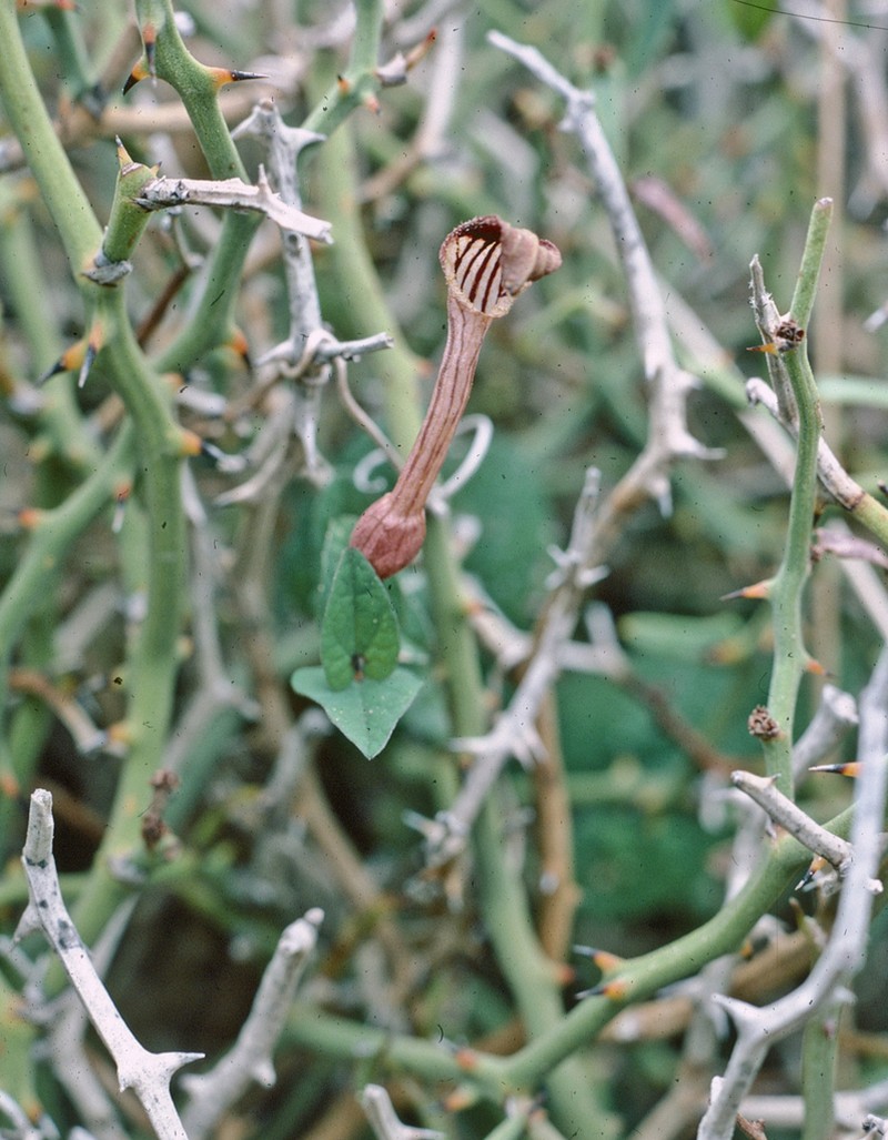 Aristolochia bianorii photo 5