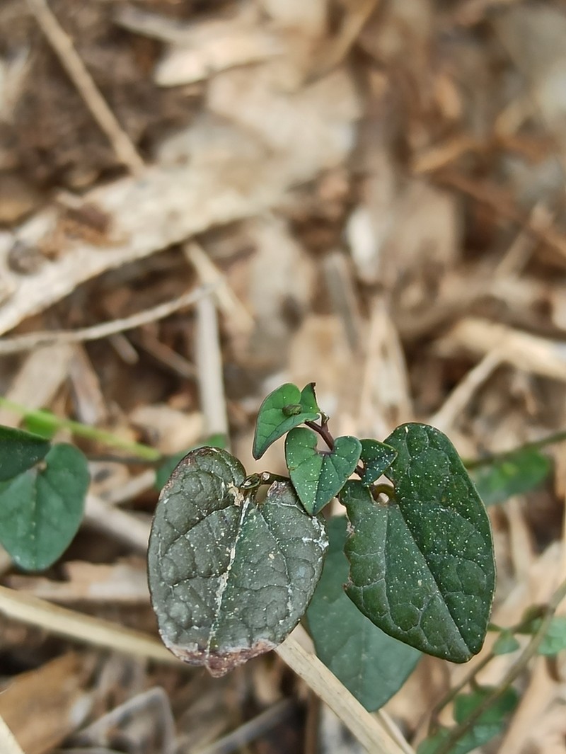 Aristolochia bianorii photo 6